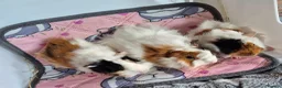 Guinea Pig rodents for sale: Baby Female Guinea Pigs Funky/Aby - Advert 3