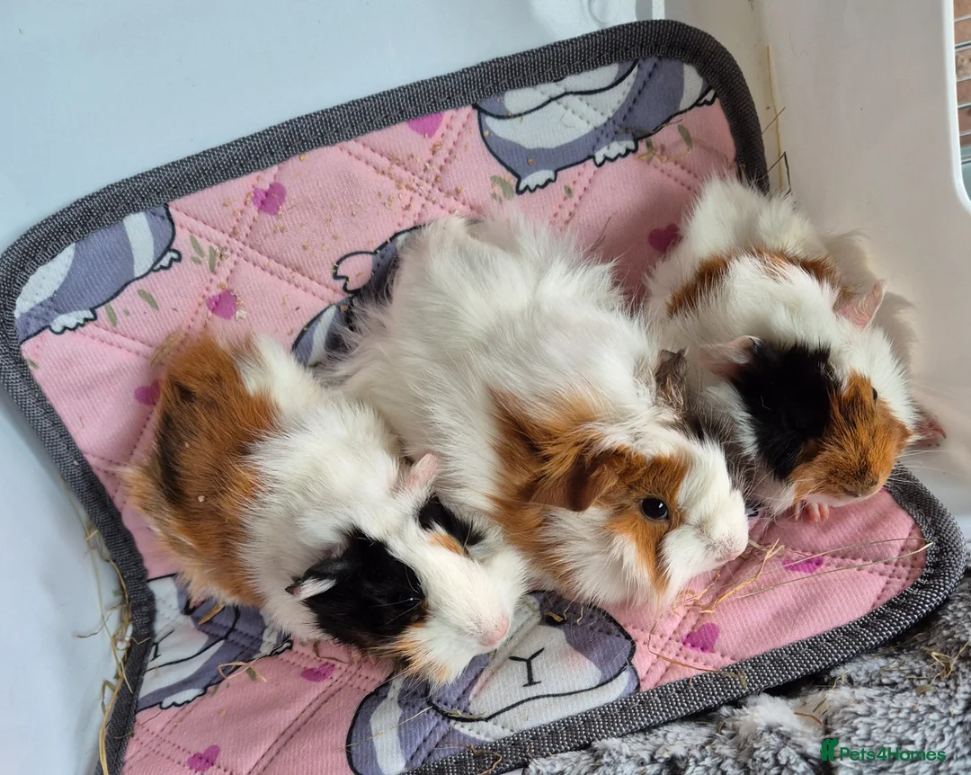 Guinea Pig rodents for sale: Baby Female Guinea Pigs Funky/Aby - Advert 3