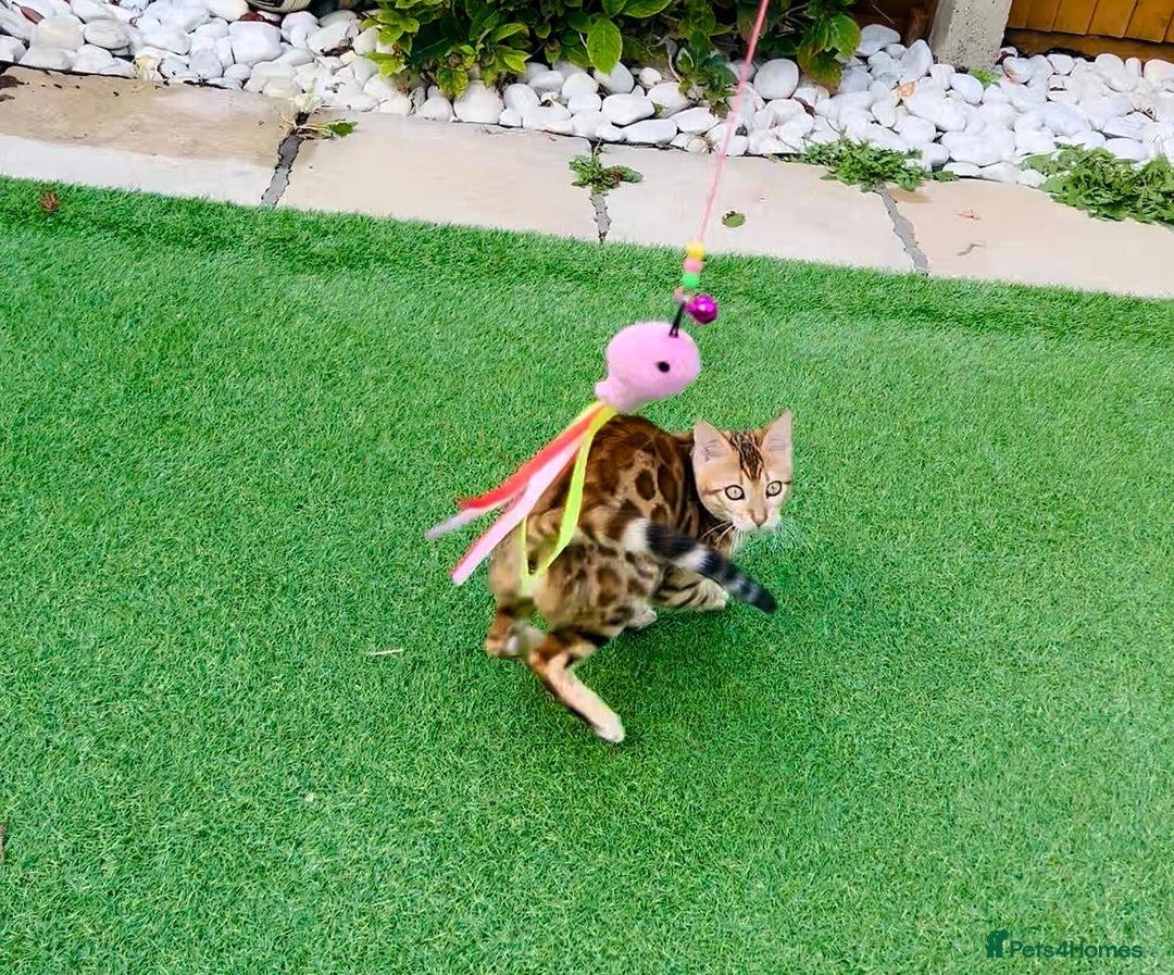 Bengal cats for sale: Beautiful Active Bengal Queen - Imported Line - Image 5