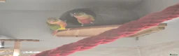 Conures birds for sale: Pair of green cheeked conures  - Advert 2
