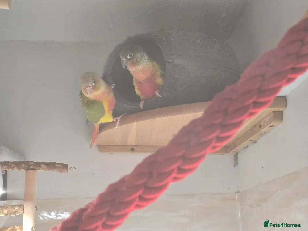 Conures birds for sale: Pair of green cheeked conures  - Advert 2