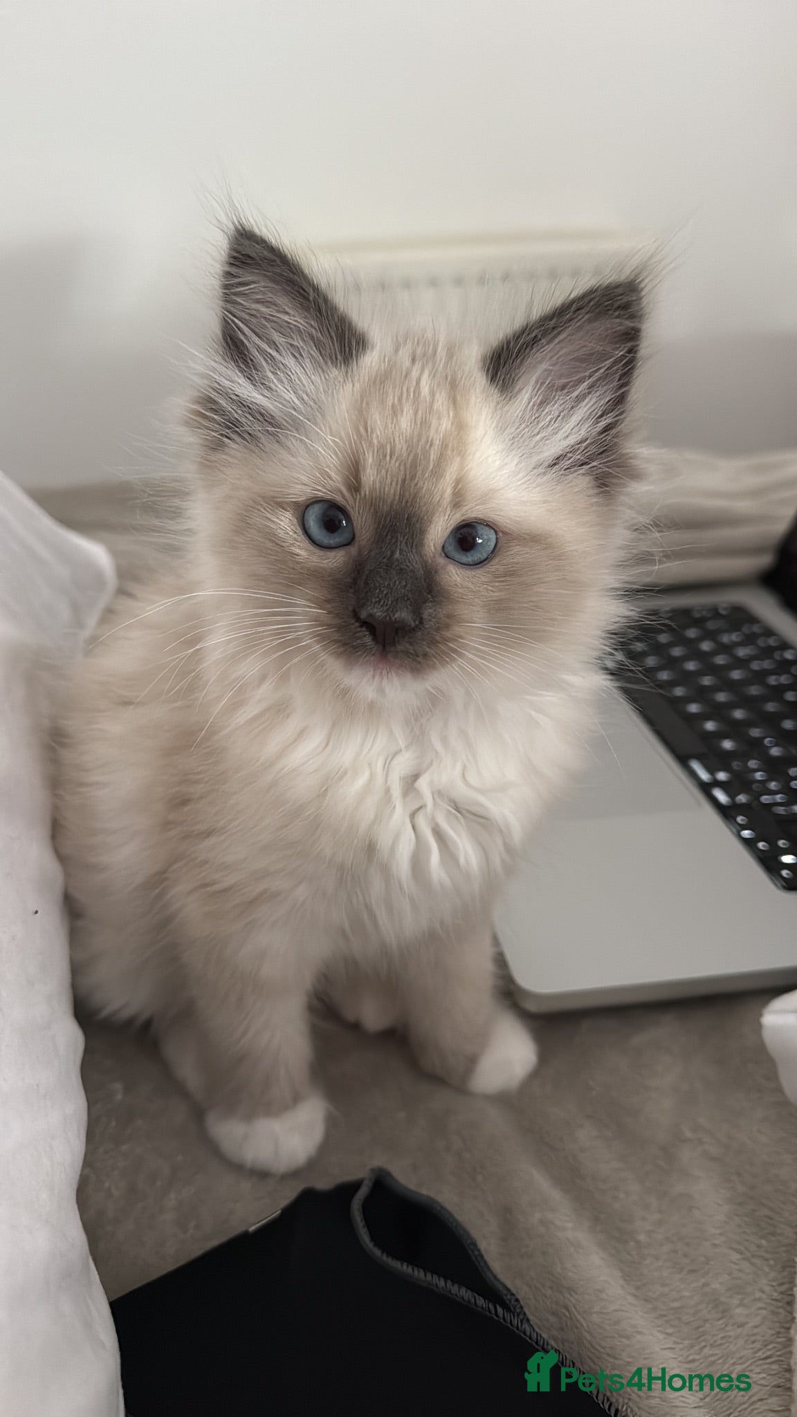 Ragdoll cats The most special gentle little boy  - Advert 1