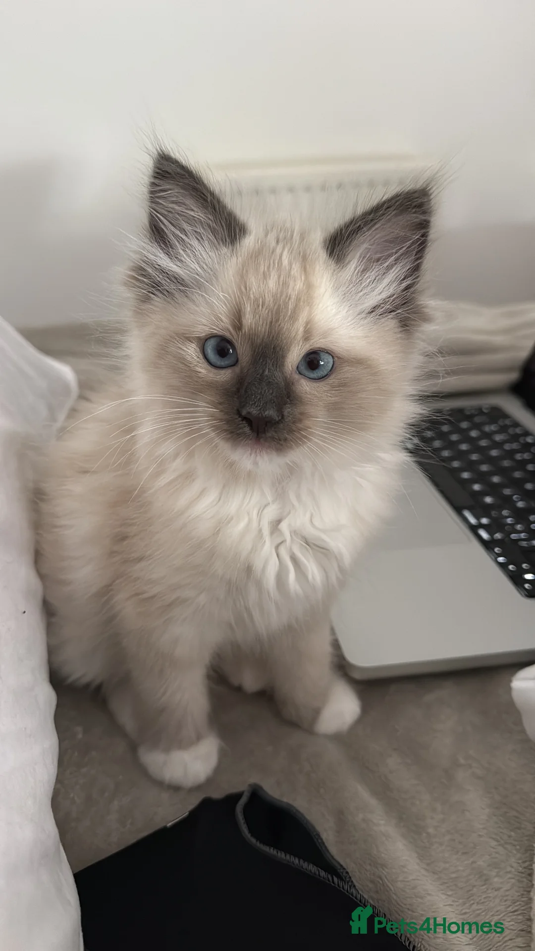 Ragdoll cats for sale: The most special gentle little boy  - Advert 1