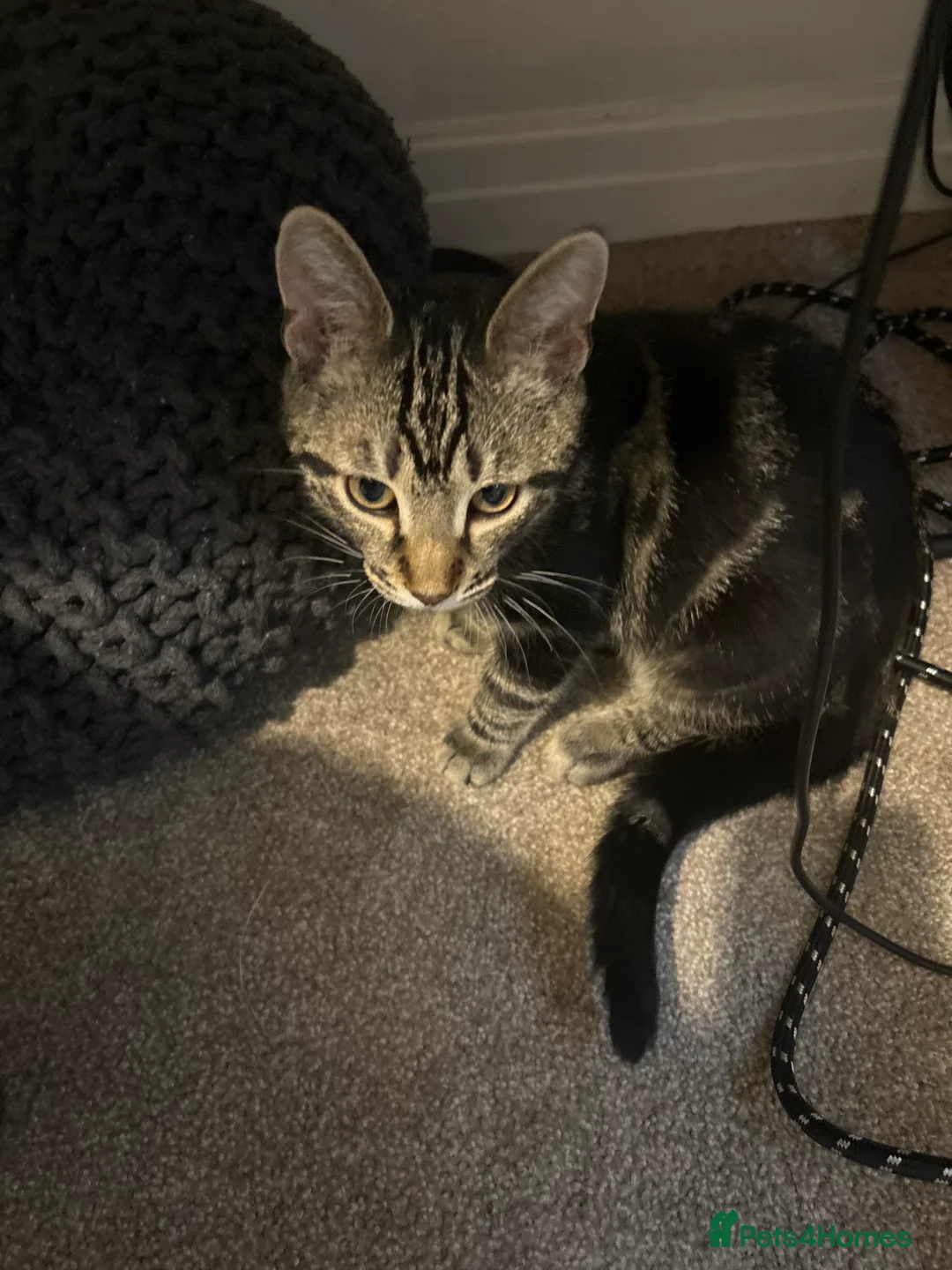 Domestic Shorthair cats for sale: URGENT REHOME for 2 beautiful cats -price for both - Advert 7