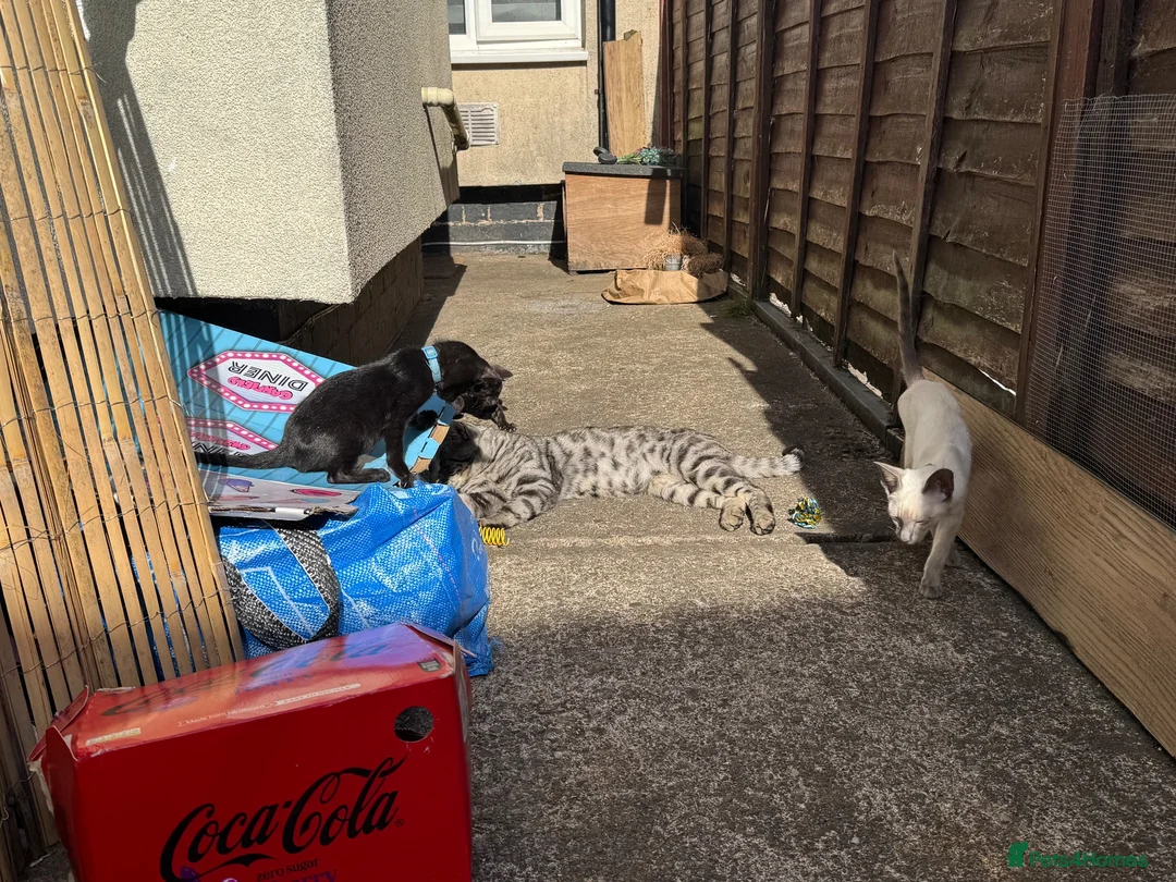 Mixed Breed cats for sale: Bengal x siamese (bengalese) - Advert 2