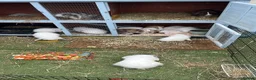 Lionhead rabbits for sale: 14 lion head lops ready - Advert 6
