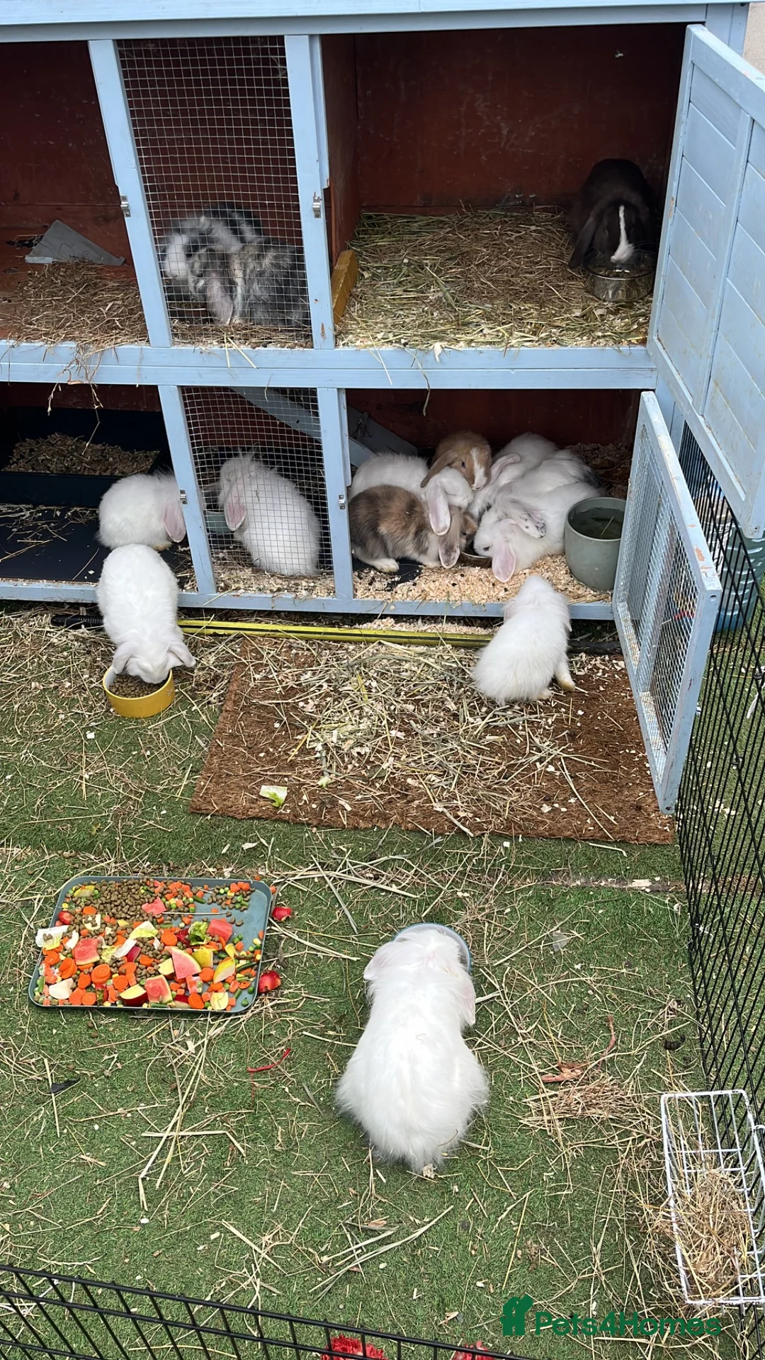 Lionhead rabbits for sale: 14 lion head lops ready - Advert 6