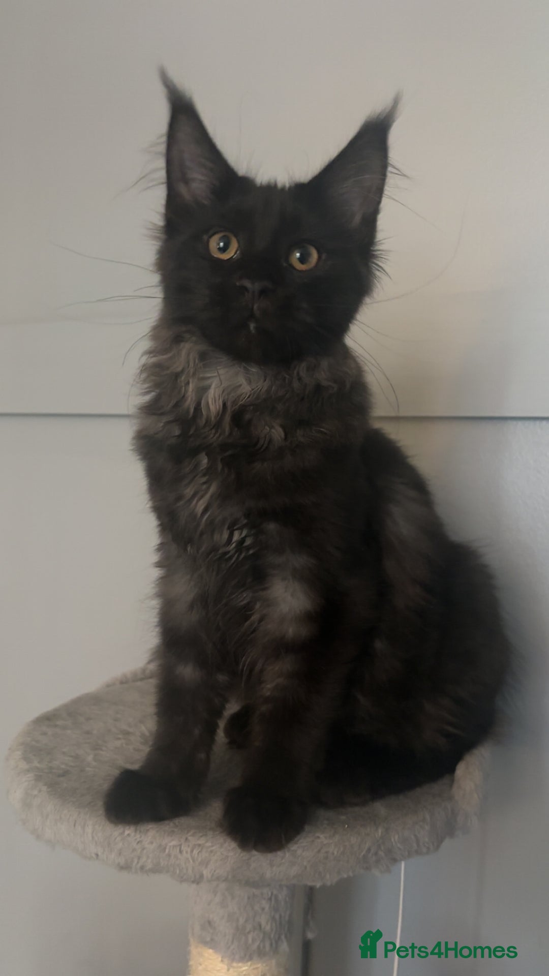 Maine Coon cats for sale: black smoke female  - Image 10