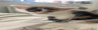 Domestic Shorthair Kitten 3