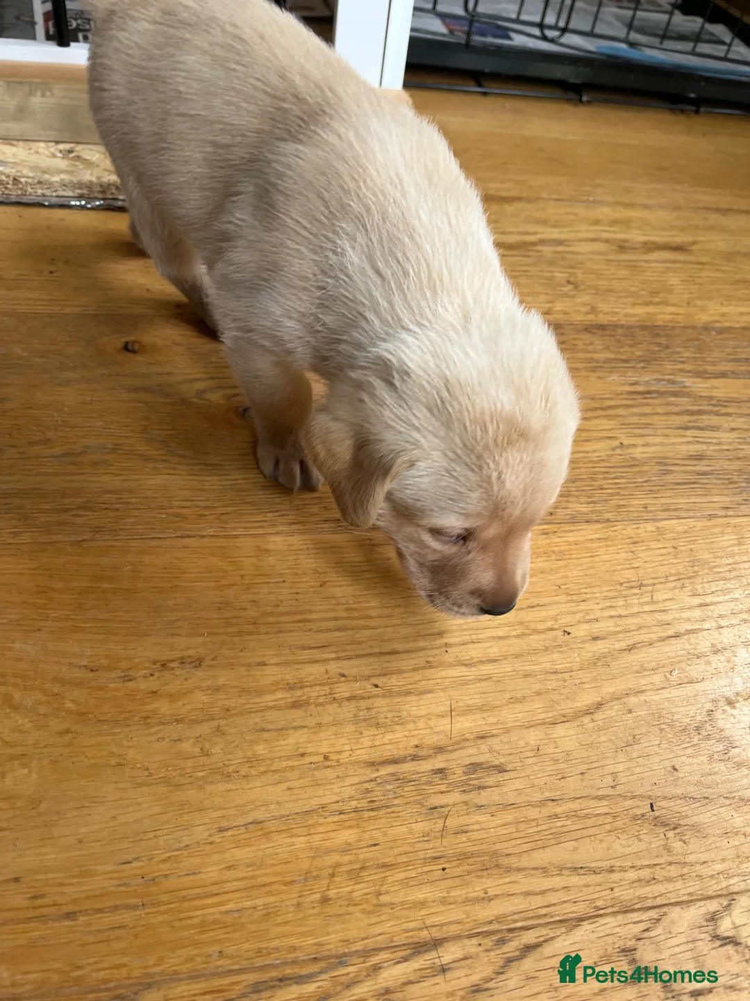 Labrador Retriever dogs for sale: Labrador puppies. Working lines - Advert 2