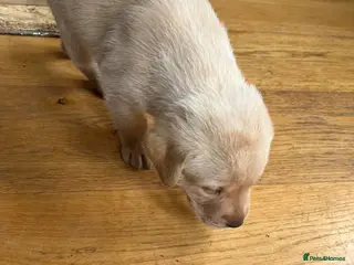 Labrador Retriever dogs Labrador puppies. Working lines - Advert 3