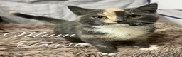 Persian cats for sale: Perfect Persian X Kittens - Advert 2