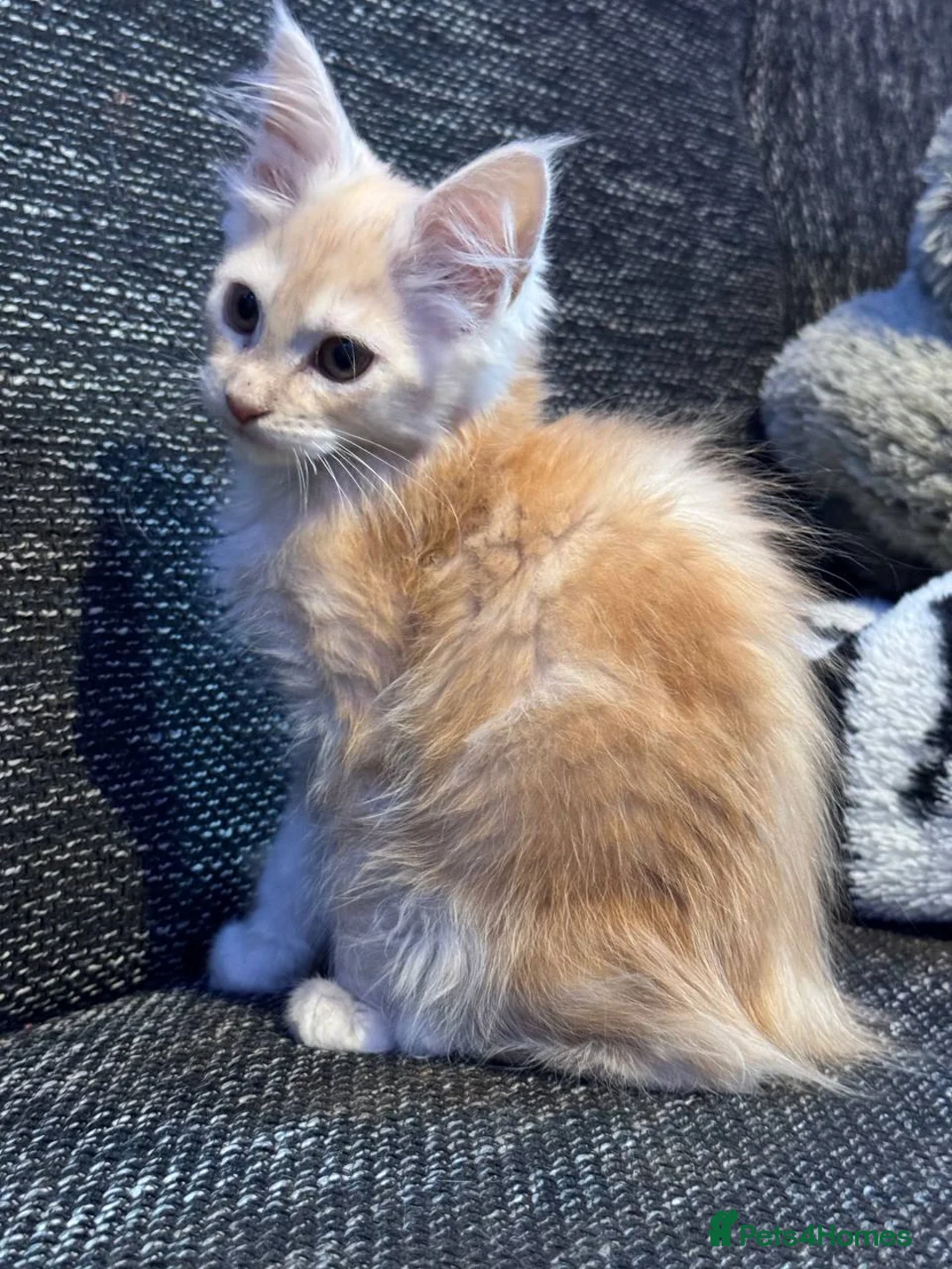 Maine Coon cats for sale: TICA registered purebred Maine Coon kittens - Advert 19