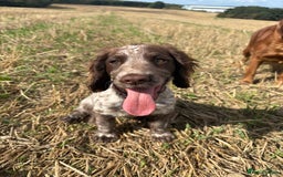 Cocker Spaniel dogs for sale: Stunning WCS - Image 4