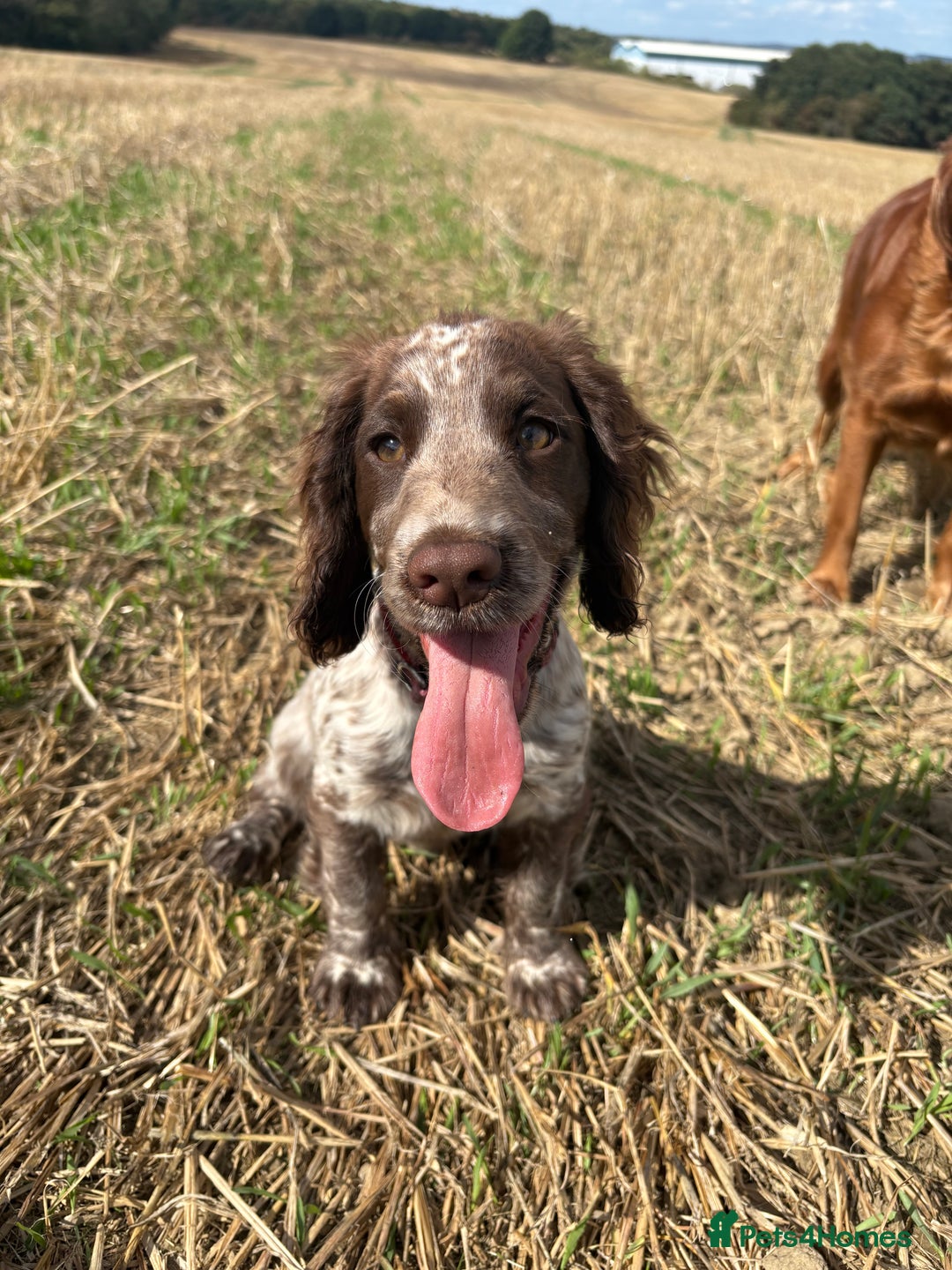 Cocker Spaniel dogs for sale: Stunning WCS - Image 4