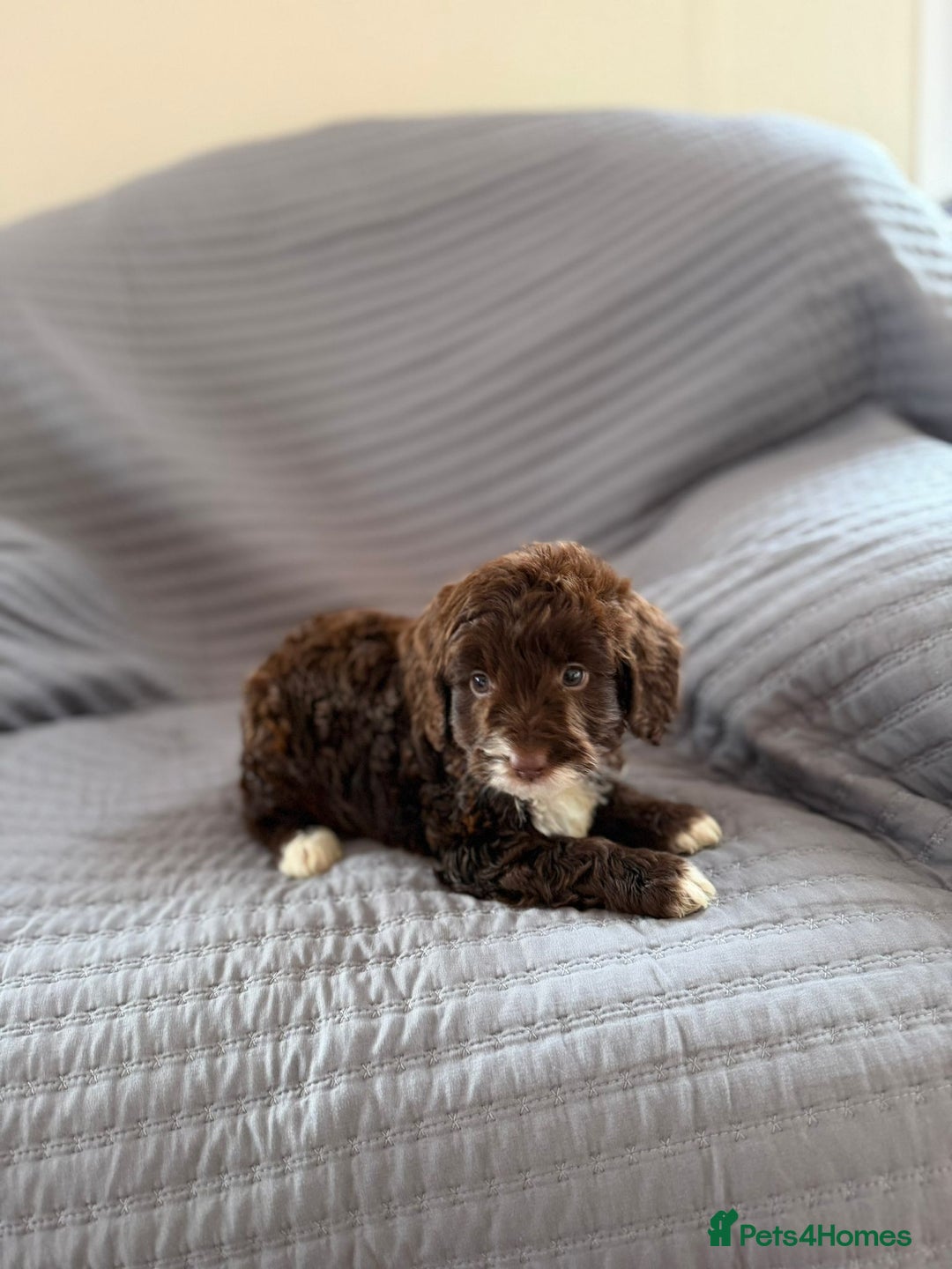 Cockapoo dogs for sale: Cockapoo puppies  - Advert 2