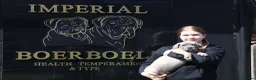 Boerboel dogs for sale: Imperial Boerboels  - Advert 37