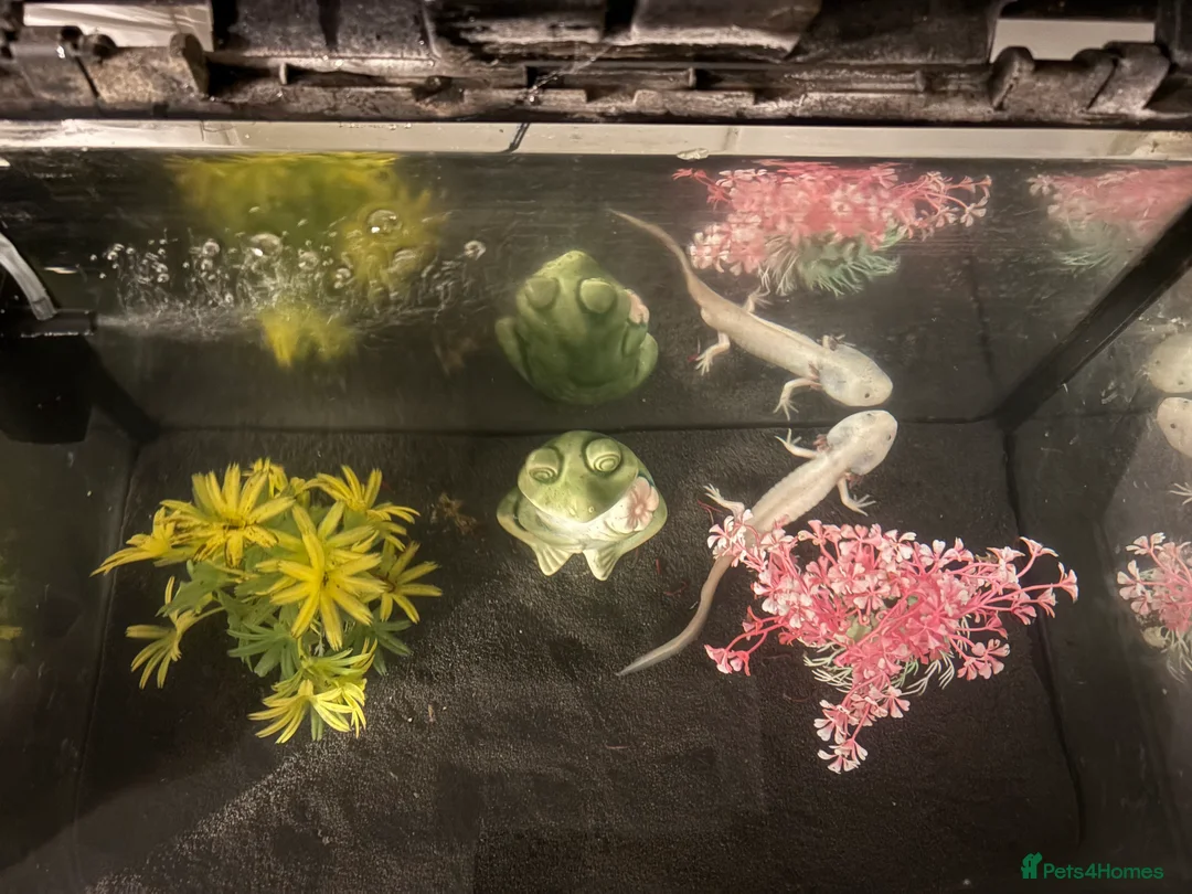 Axolotl reptiles for sale: 2 male axolotl - Advert 6