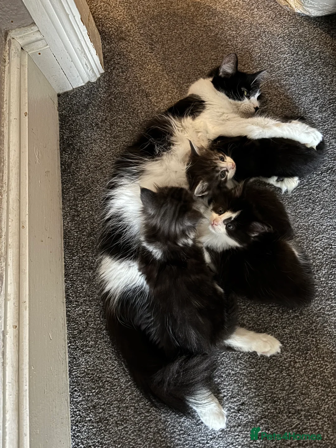 Mixed Breed cats for sale: Cross breed Maine Coon Domestic long haired - Advert 2