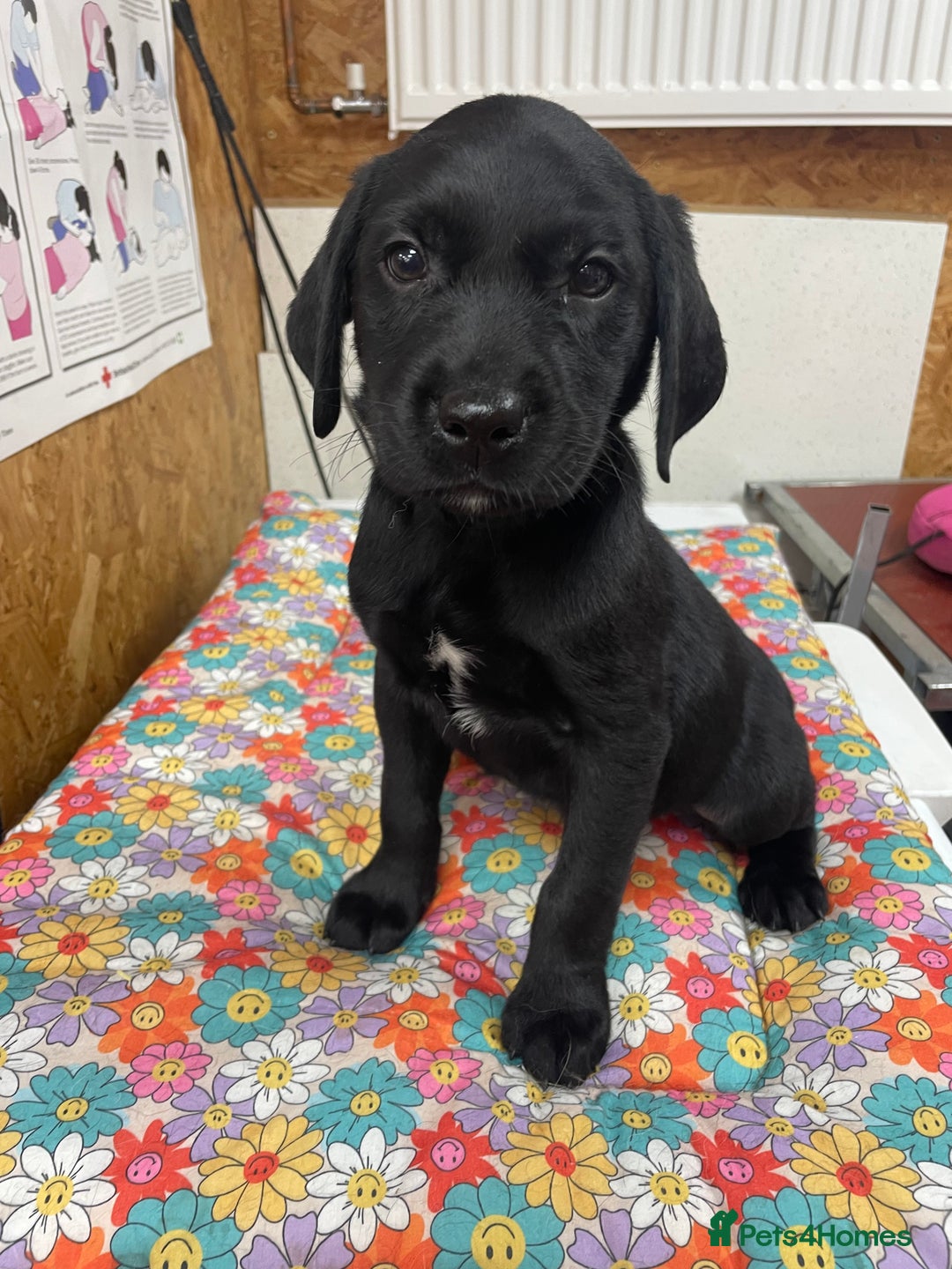 Labrador Retriever dogs for sale: working male black lab puppies  - Image 2