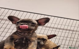 French Bulldog dogs for sale: Quality pups 4 Panel DNA Clear Gold Sierra Lines - Image 14