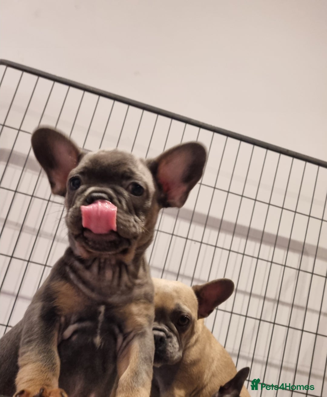 French Bulldog dogs for sale: Quality pups 4 Panel DNA Clear Gold Sierra Lines - Image 14