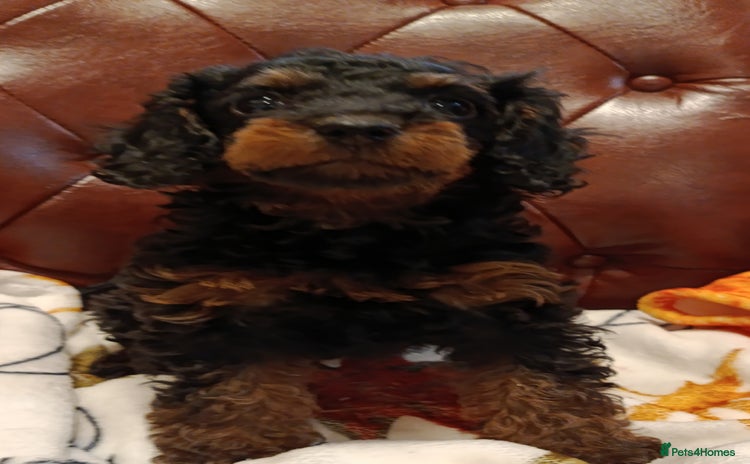 Toy Poodle dogs - Advert 5