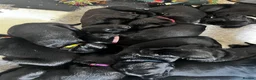 Labrador Retriever dogs for sale: Beautiful litter of KC black working Labradors  - Advert 4