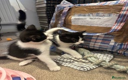 British Shorthair cats for sale: Two loving boys - Image 4