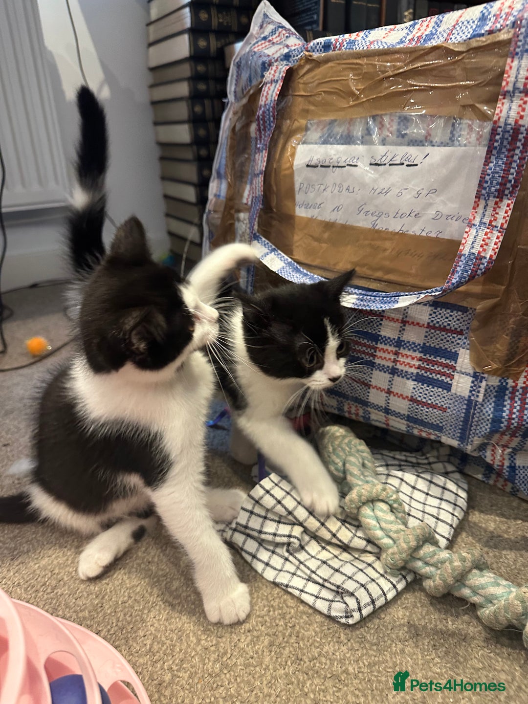 British Shorthair cats for sale: Two loving boys - Image 4
