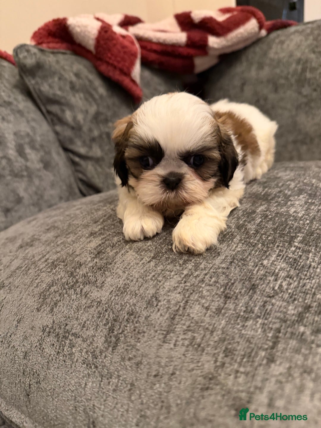 Shih Tzu dogs for sale: Incredible imperial shih tzu puppies - Advert 2