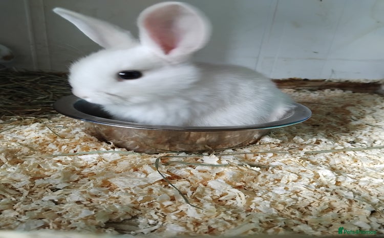 Mini Lop rabbits - Advert 1