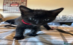 Mixed Breed cats for sale: Stunning kittens - Image 9