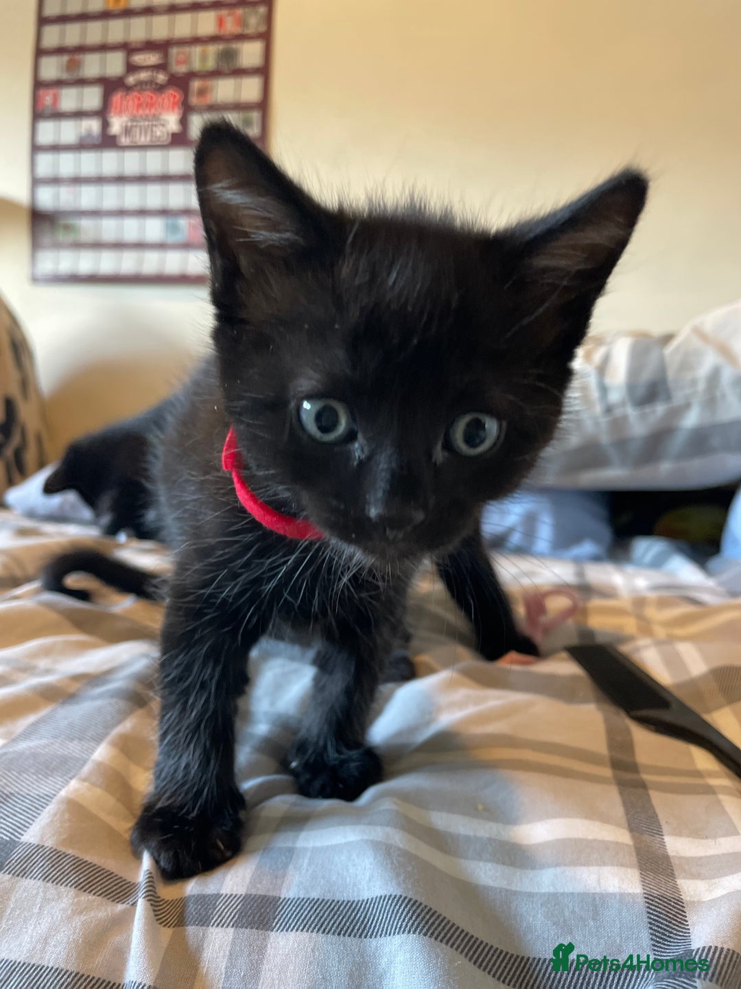 Mixed Breed cats for sale: Stunning kittens - Image 9