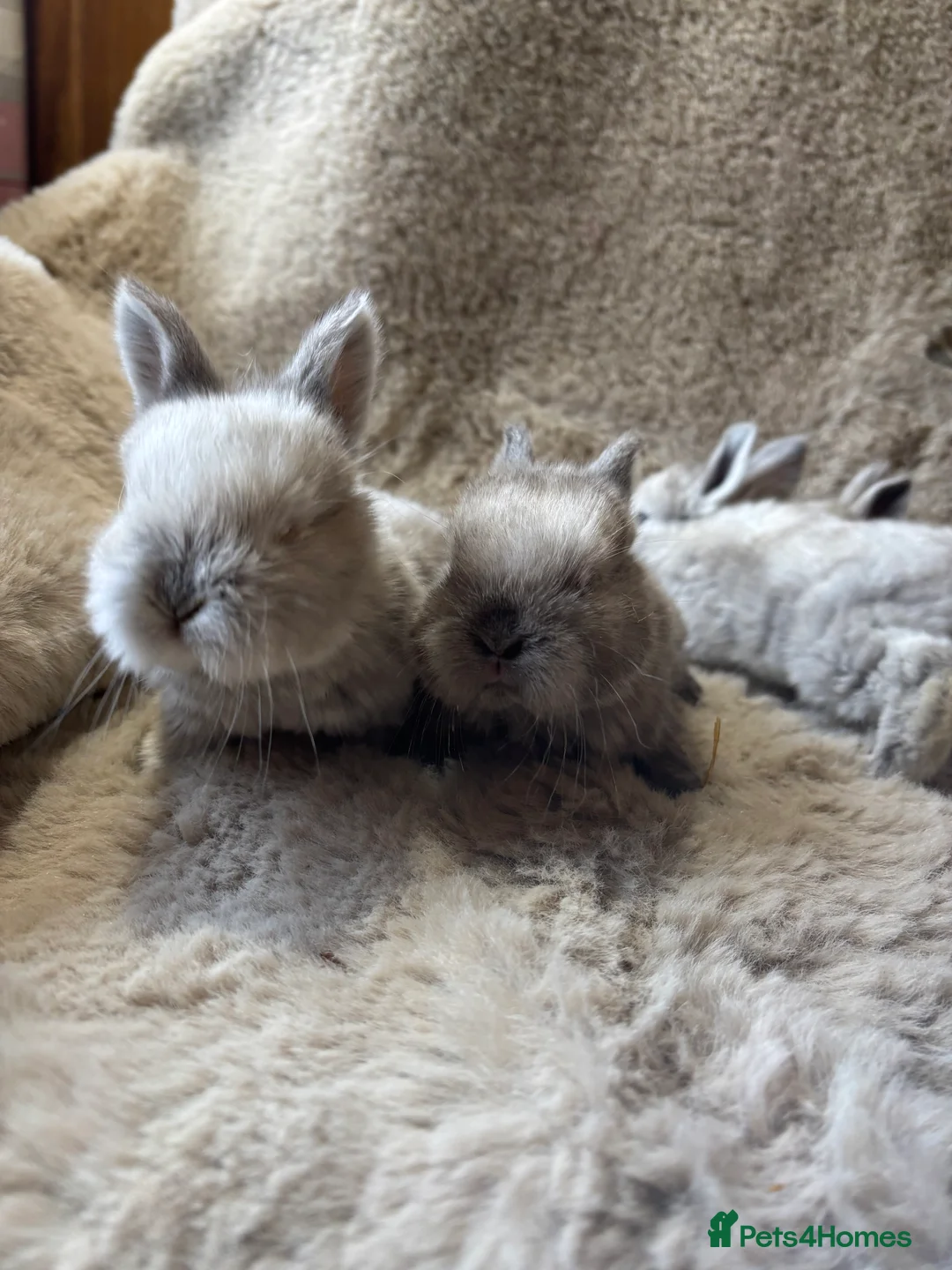 Mixed Breed rabbits for sale:  6 baby Sandellers x Holland lops  - Advert 4