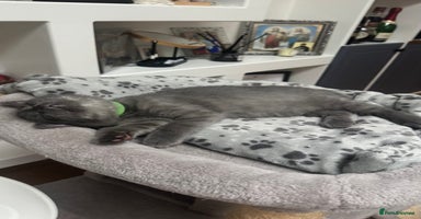 Scottish Fold cats Scottish straight ears last cute kitten 🐾  - Advert 6