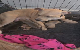 Staffordshire Bull Terrier dogs for sale: Beautiful litter of 9 Staffs  - Image 1