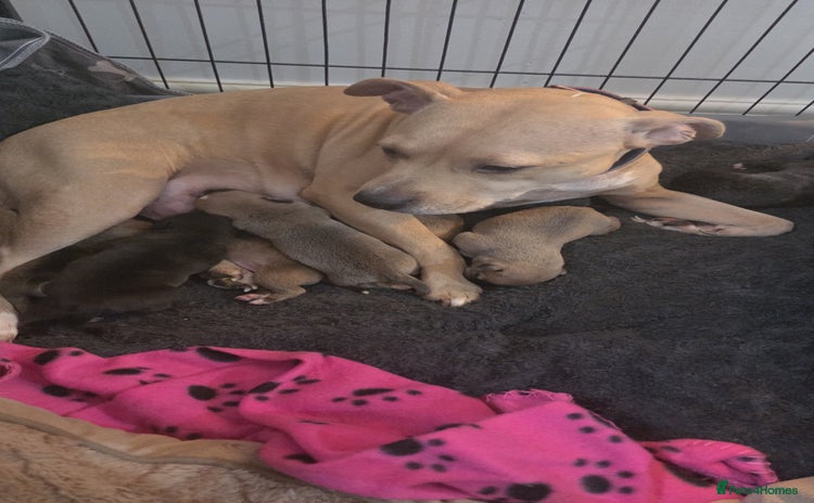 Staffordshire Bull Terrier dogs - Advert 4