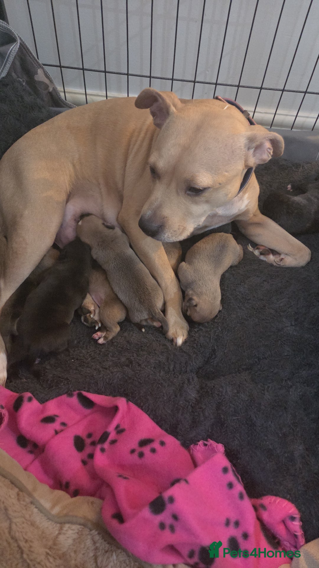 Staffordshire Bull Terrier dogs for sale: Beautiful litter of 9 Staffs  - Image 1