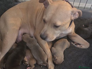 Staffordshire Bull Terrier dogs - Advert 4