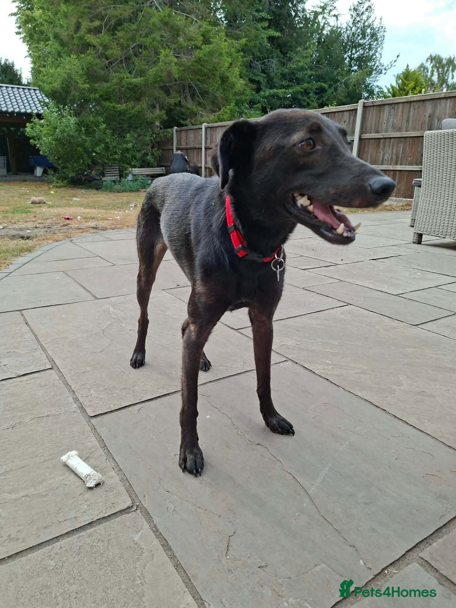 Italian Greyhound dogs Olive - north Walsham Norfolk  - Advert 4