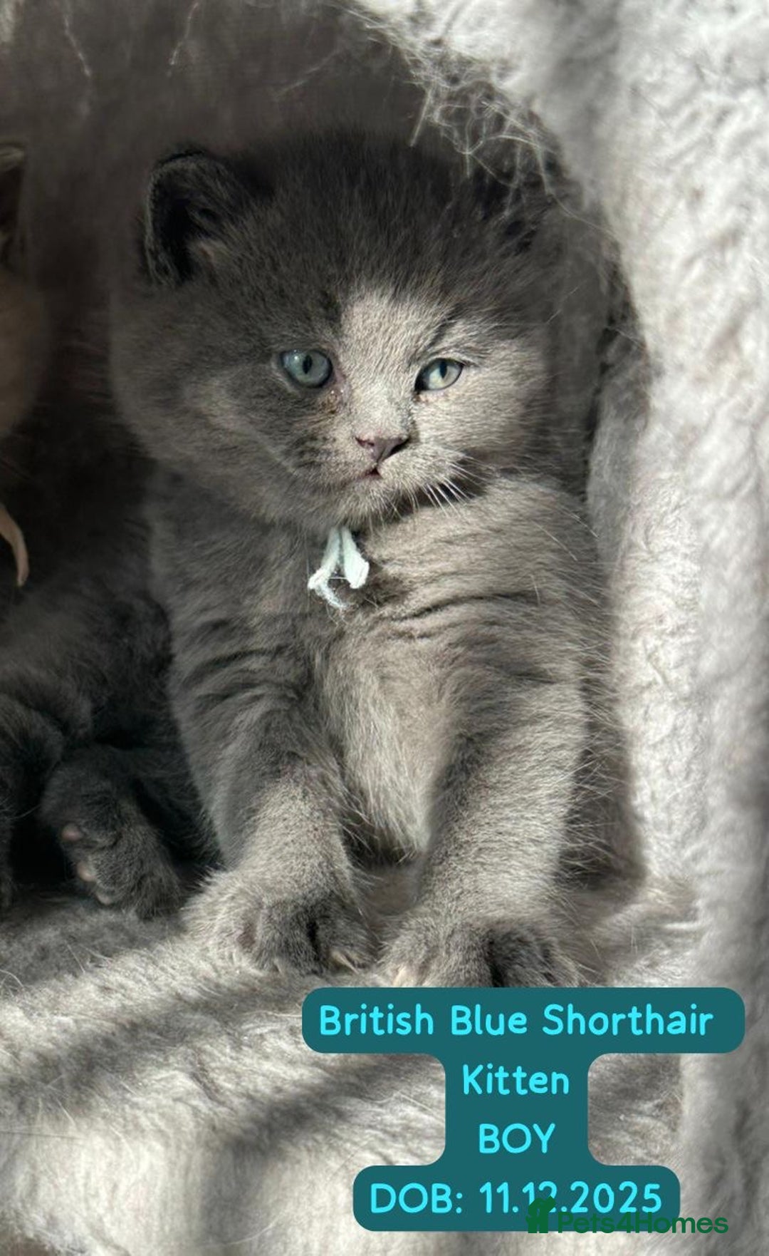 British Shorthair cats for sale: My Gorgeous kittens 😻looking for new home❤️ - Advert 8