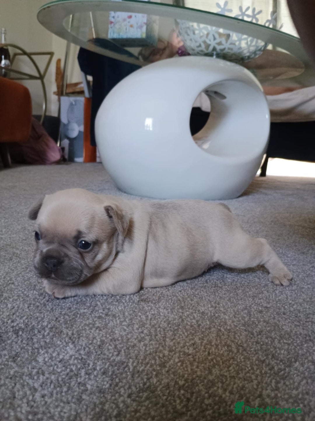 French Bulldog dogs for sale: French bulldog Izabella  - Image 11