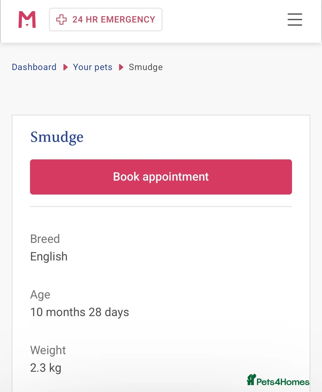 English Lop rabbits for sale: Smudge the bunny  - Advert 2