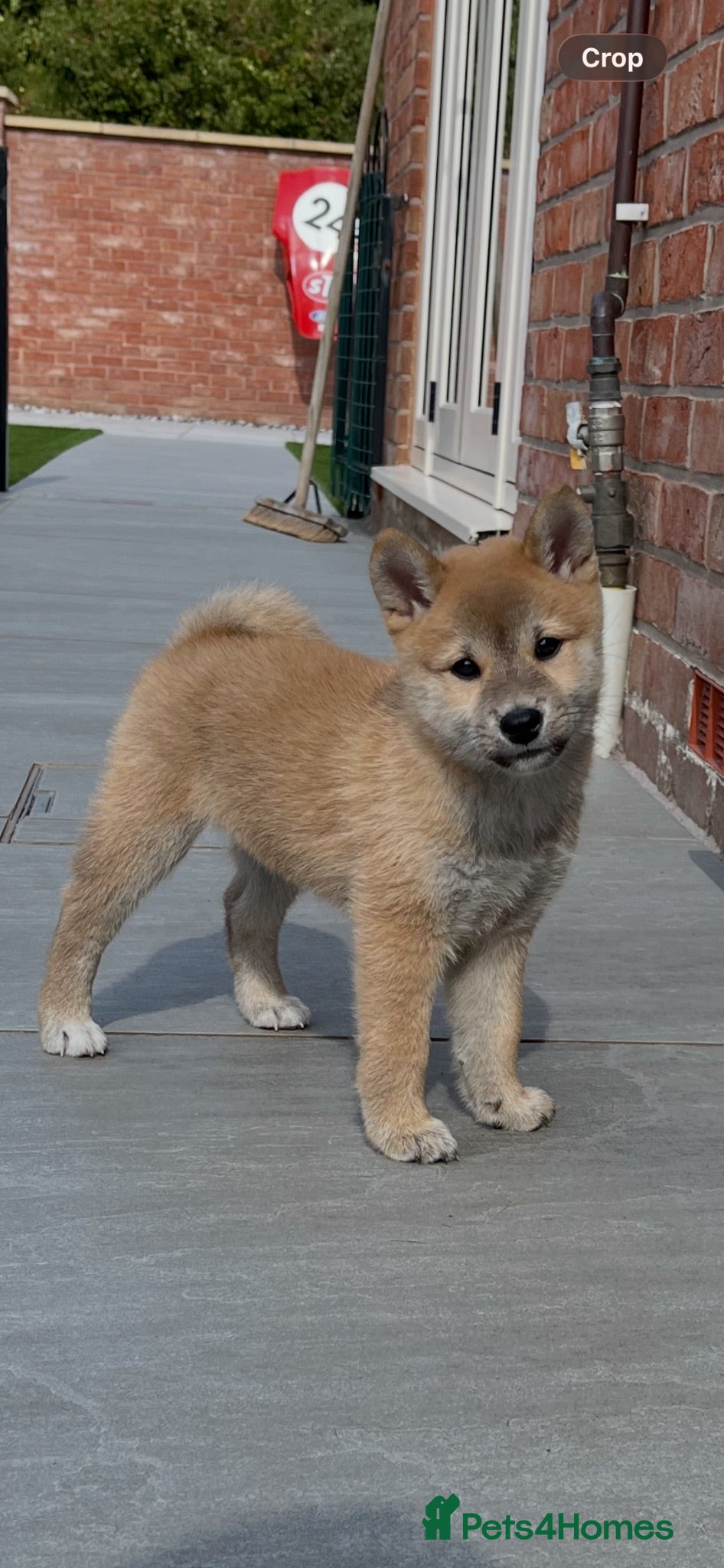 Japanese Shiba Inu dogs Beautiful Japanese shiba pups ready to leave - Advert 1