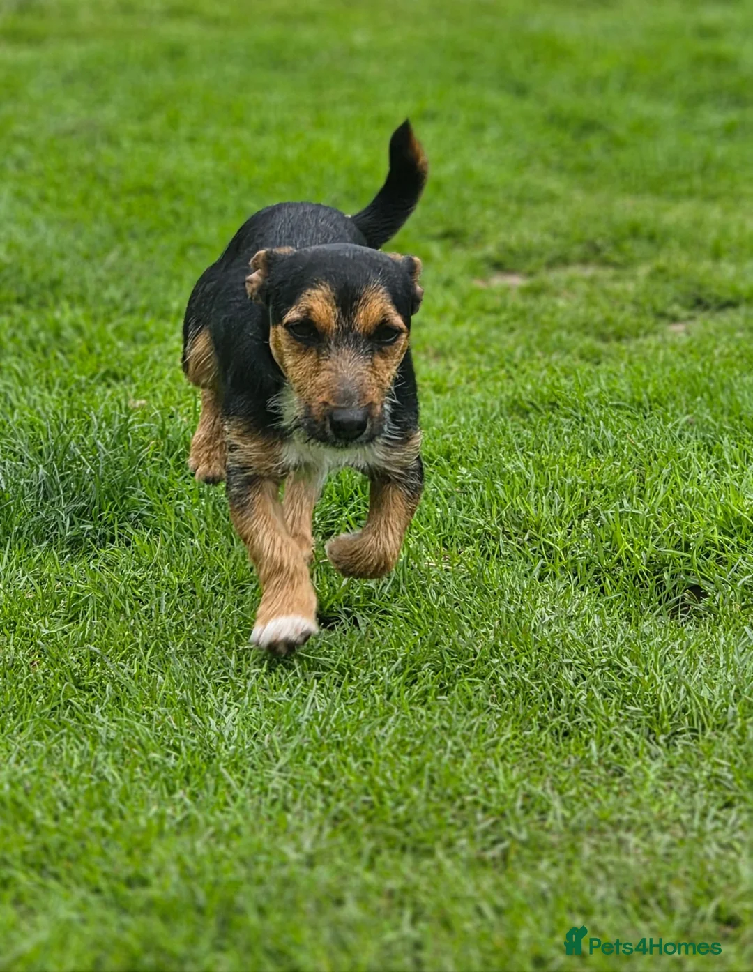 Jack Russell dogs for sale: Jack russel male dog for sale  in Uttoxeter - Advert 2