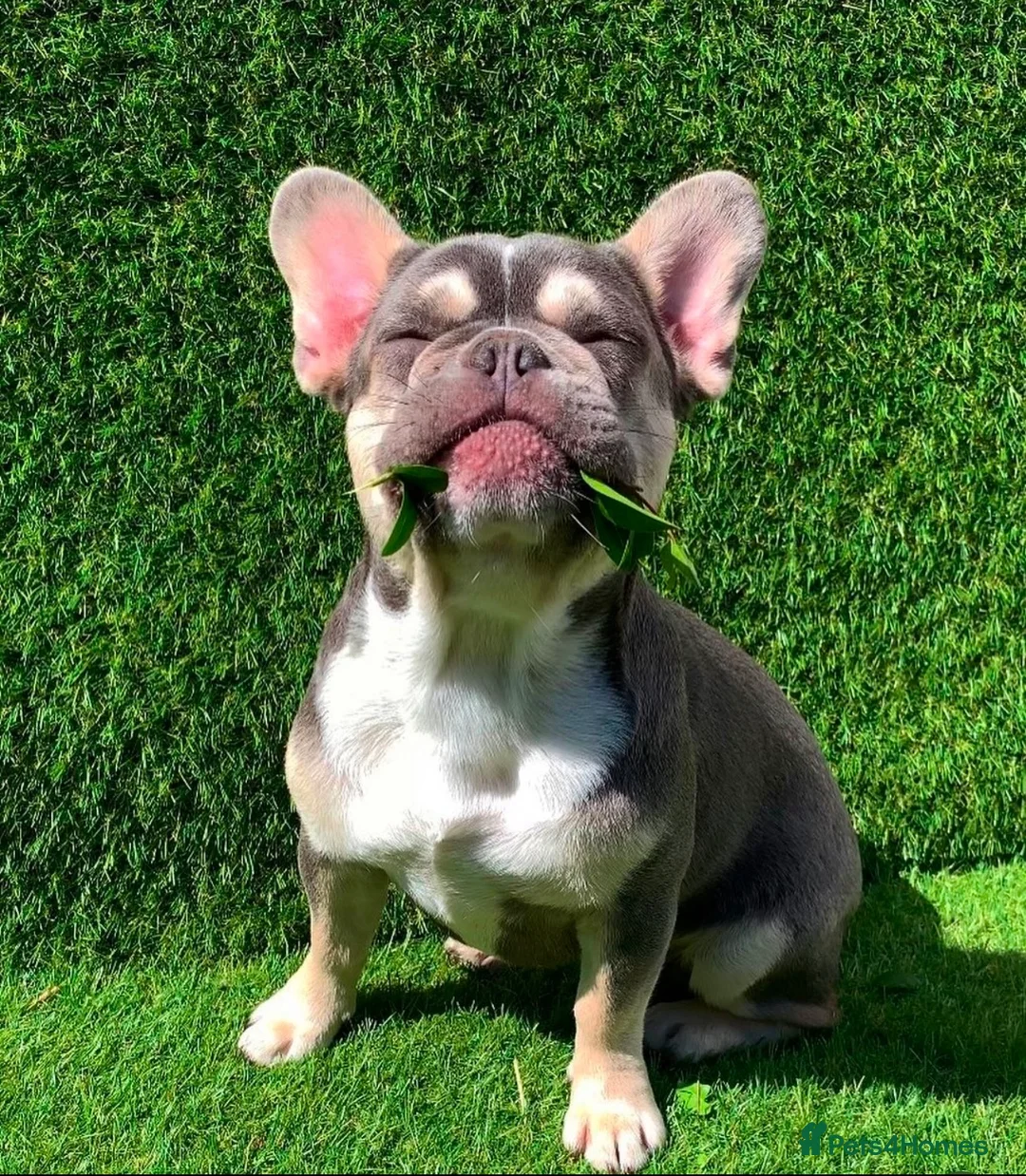 French Bulldog dogs for sale: Pink piebald French bulldog  - Advert 5