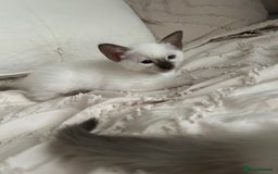 Siamese cats for sale: 2x Beautiful Pedigree Siamese Female Kittens - Image 7