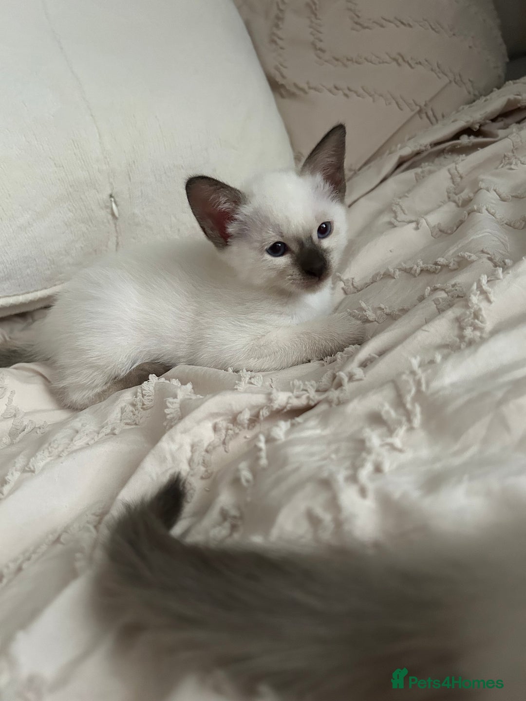 Siamese cats for sale: 2x Beautiful Pedigree Siamese Female Kittens - Image 7