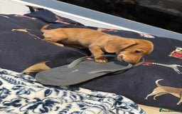 Dachshund dogs for sale: LAST 2 READY NOW Dachshund Puppies (1F, 1M) - Image 9